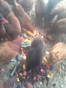 pastured chickens
